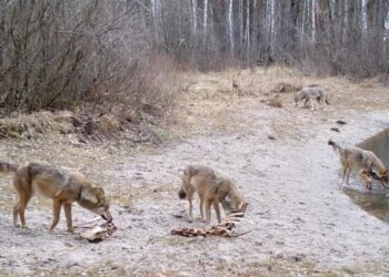 Lobos en Chernóbil muestran resistencia al cáncer tras presas radiactivas