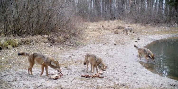 Lobos en Chernóbil muestran resistencia al cáncer tras presas radiactivas