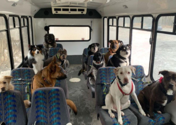 Perros comienzan a asistir a escuelas en todo este país - Foto: ekosnegocios.com