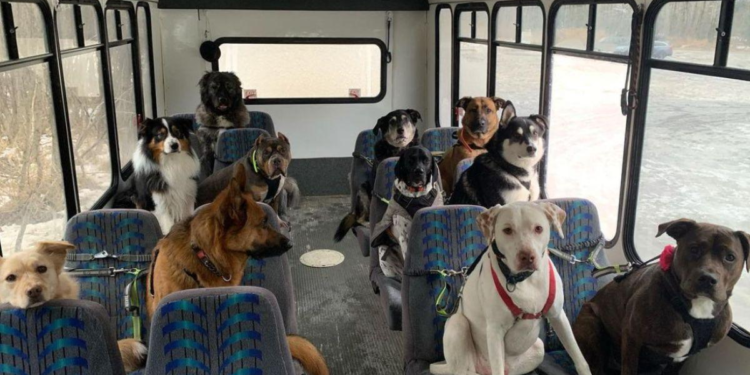 Perros comienzan a asistir a escuelas en todo este país - Foto: ekosnegocios.com