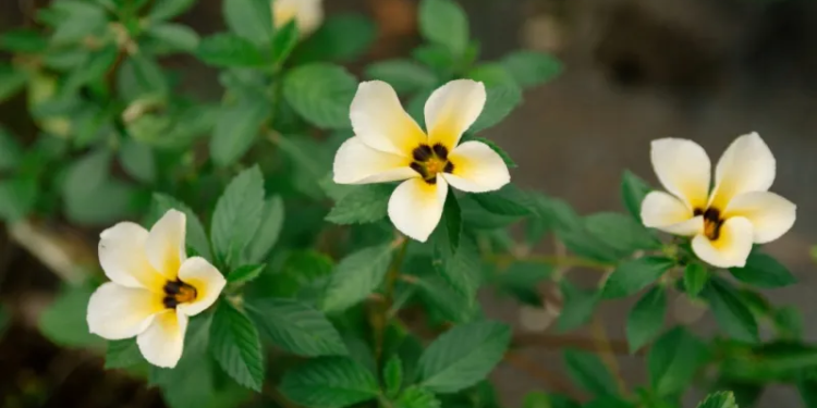 Esta planta de América del Sur puede ayudar en el control de la diabetes y de la gripe - Foto: News Total