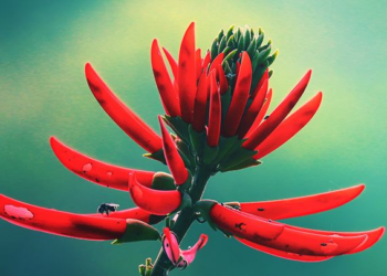 Adiós, insomnio: este es el mejor té para tomar por la noche y dormir como un bebé - Foto: Zamnesia