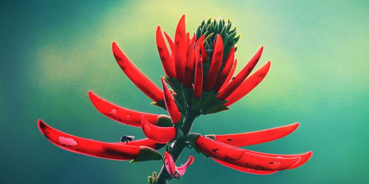 Adiós, insomnio: este es el mejor té para tomar por la noche y dormir como un bebé - Foto: Zamnesia