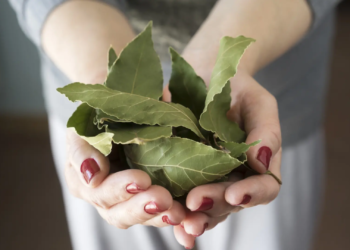Por qué usted debería colocar una hoja de laurel en el recipiente de azúcar en la cocina - Foto: 20minutos