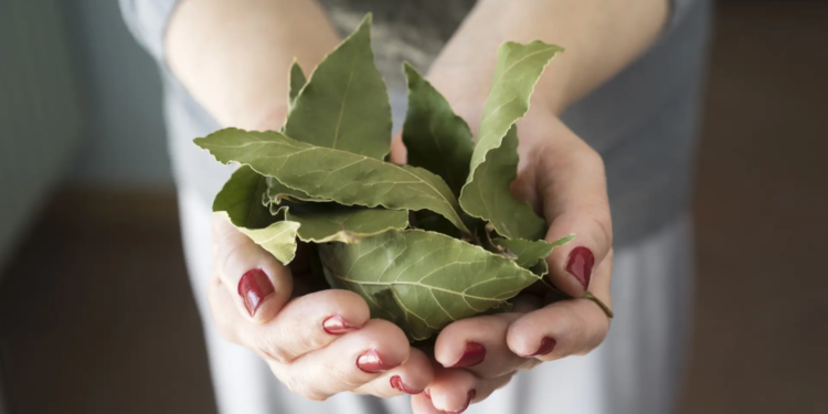 Por qué usted debería colocar una hoja de laurel en el recipiente de azúcar en la cocina - Foto: 20minutos