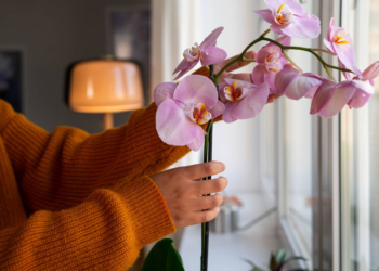 Técnica simple para regar plantas de casa puede cambiar su forma de cuidar el jardín - Foto: El Confidencial