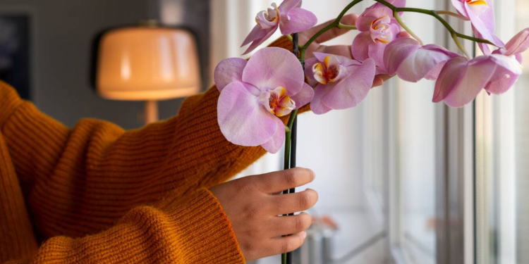 Técnica simple para regar plantas de casa puede cambiar su forma de cuidar el jardín - Foto: El Confidencial