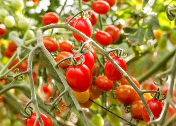 3 alimentos que pueden ayudarle a envejecer más lento - Foto: ametllerorigen.com
