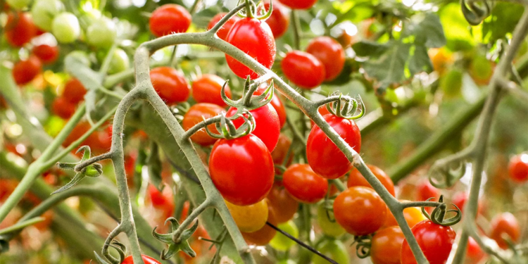 3 alimentos que pueden ayudarle a envejecer más lento - Foto: ametllerorigen.com