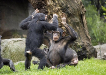Otro animal además de los humanos también puede quedar "borracho", afirma estudio - Foto: El Periodico