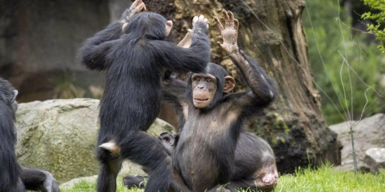 Otro animal además de los humanos también puede quedar "borracho", afirma estudio - Foto: El Periodico