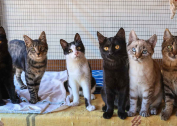Isla griega promete CASA GRATIS a quienes cuiden gatos: cómo postular. Imagen: syroscats.com
