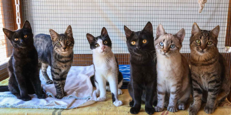 Isla griega promete CASA GRATIS a quienes cuiden gatos: cómo postular. Imagen: syroscats.com
