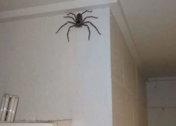 Qué significa que las arañas aparezcan siempre en tu casa - Foto: 20minutos.