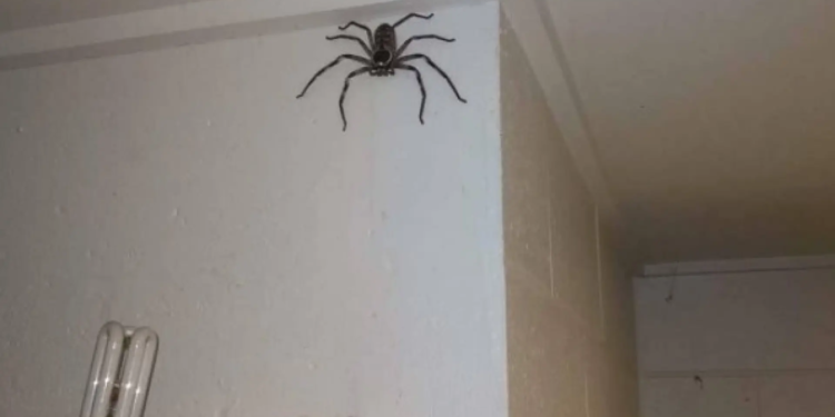 Qué significa que las arañas aparezcan siempre en tu casa - Foto: 20minutos.