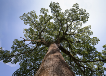 Gigante de 40 metros y 500 años vive “escondido” en bosque de Brasil - Foto: xataka.com
