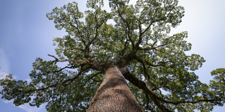 Gigante de 40 metros y 500 años vive “escondido” en bosque de Brasil - Foto: xataka.com
