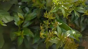 Guía para cultivar ora-pro-nobis en casa con recetas sabrosas para aprovecharla