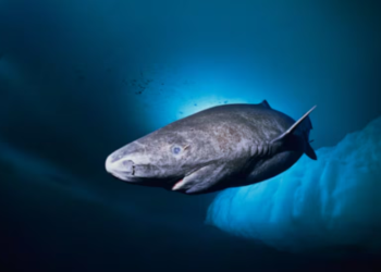 Animal marino de casi 400 años es encontrado y podría revolucionar lo que se sabe sobre los océanos - Foto: Infobae