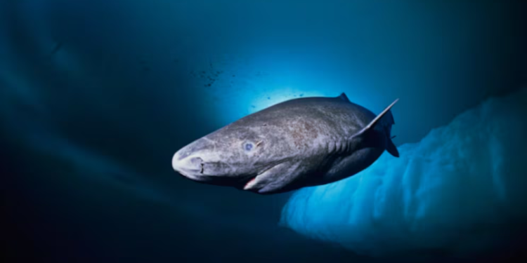 Animal marino de casi 400 años es encontrado y podría revolucionar lo que se sabe sobre los océanos - Foto: Infobae