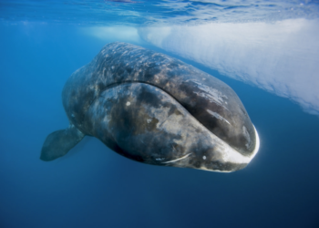 Un secreto descubierto en las ballenas podría permitir que los humanos vivan más de 200 años - Foto: Oceanwide Expeditions