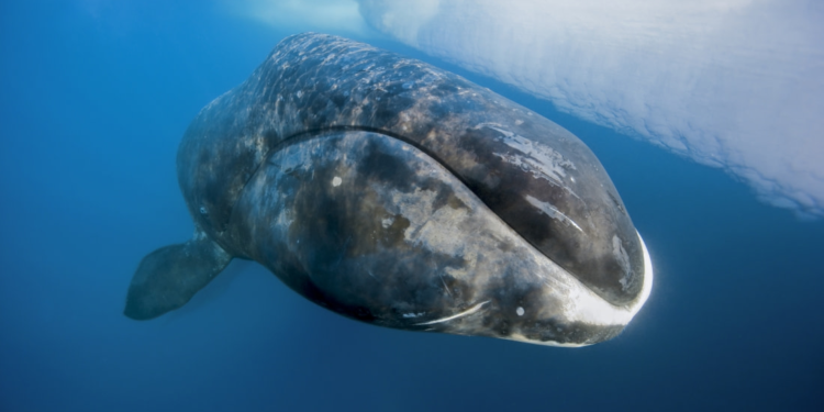 Un secreto descubierto en las ballenas podría permitir que los humanos vivan más de 200 años - Foto: Oceanwide Expeditions