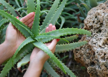 Planta medicinal puede convertirse en aliada contra enfermedad que afectará a 200 mil chilenos - Foto: Verdecora