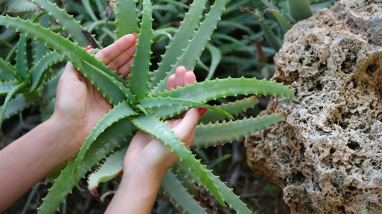 Planta medicinal puede convertirse en aliada contra enfermedad que afectará a 200 mil chilenos - Foto: Verdecora
