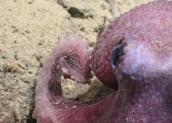 Nuevo animal encontrado en Chile revela secretos del submundo del océano - Foto: La Tercera