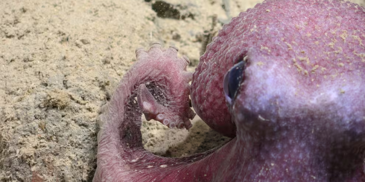 Nuevo animal encontrado en Chile revela secretos del submundo del océano - Foto: La Tercera