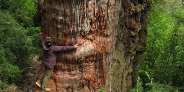 Estados Unidos no quiere saber de tregua y entra en conflicto con Chile - Foto: Eltipografo.cl