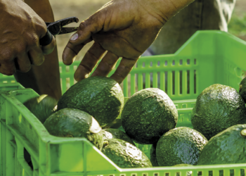 El consumo de palta en Chile en 2025 te va a sorprender - Foto: Redagrícola