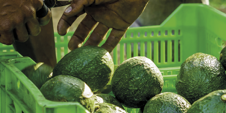 El consumo de palta en Chile en 2025 te va a sorprender - Foto: Redagrícola