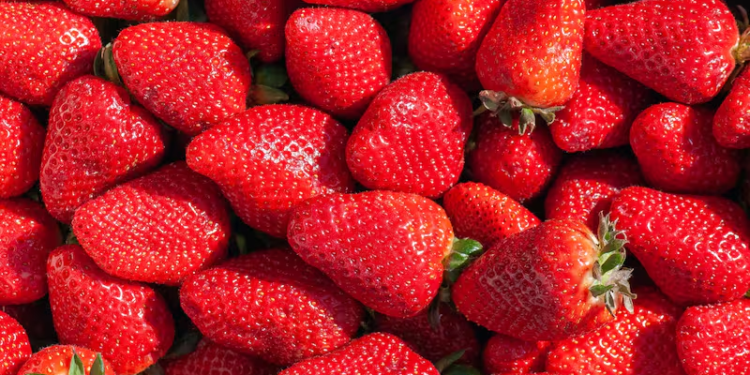Es por esta razón que no deberías guardar tus frutillas fuera del refrigerador - Foto: La Tercera
