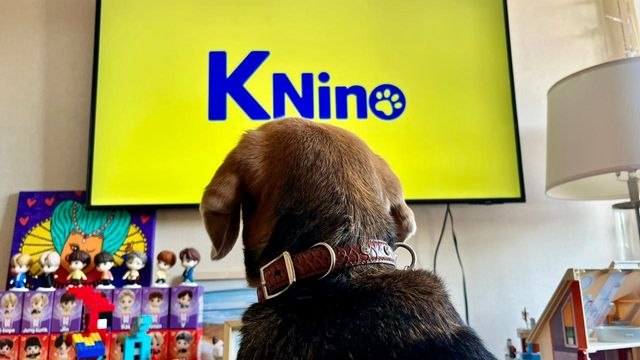 Este canal de televisión es perfecto para quienes tienen perros en casa en Chile - Foto: En Palco