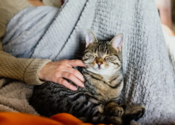 Qué dice la psicología sobre las personas que prefieren los gatos antes que los perros - Foto: Patas en casa
