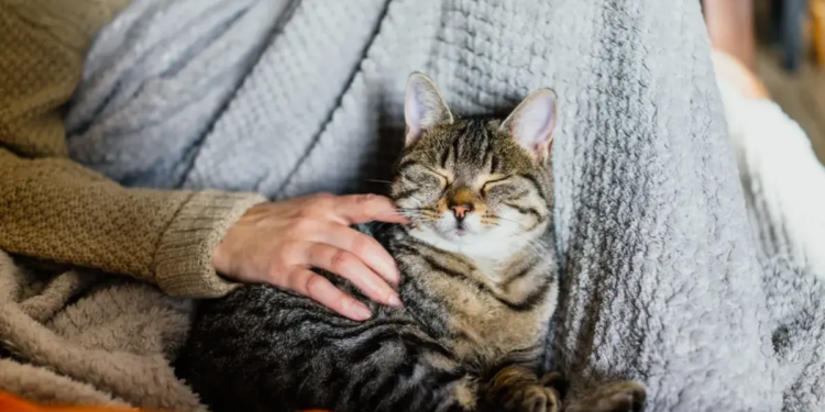 Qué dice la psicología sobre las personas que prefieren los gatos antes que los perros - Foto: Patas en casa