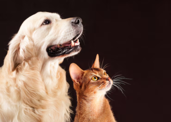 Estas son las palabras que los perros y gatos más entienden cuando son pronunciadas por sus dueños - foto: Freepik