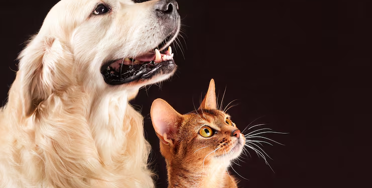 Estas son las palabras que los perros y gatos más entienden cuando son pronunciadas por sus dueños - foto: Freepik