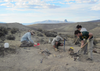 En este país hallan nueva especie de dinosaurio de cuello largo y que vivió hace más de 155 millones de años - Foto: Infobae