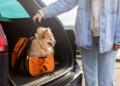 Nueva ley en este país prohíbe trasladar mascotas sin la ventilación correcta - Foto: Freepik