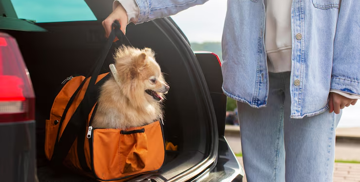 Nueva ley en este país prohíbe trasladar mascotas sin la ventilación correcta - Foto: Freepik