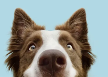 Expertos afirman que el tono de voz infantil que usamos con nuestras mascotas es el más eficaz - Foto: Ambito.com