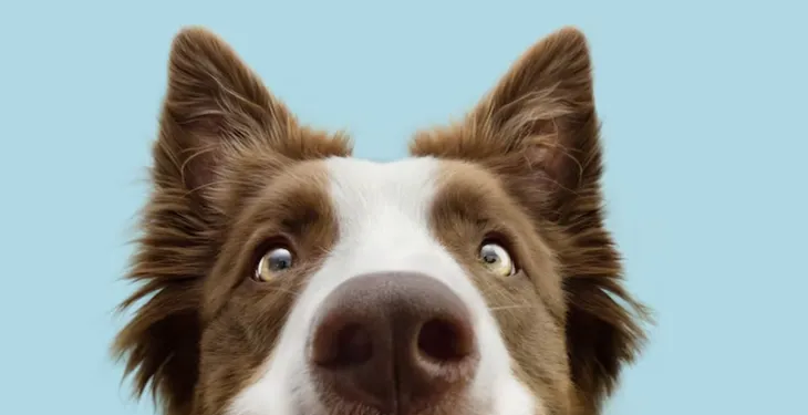 Expertos afirman que el tono de voz infantil que usamos con nuestras mascotas es el más eficaz - Foto: Ambito.com