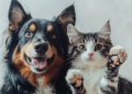 Nuevo requisito es aprobado para los dueños de perros y gatos y es obligatorio a partir de hoy - Foto: Freepik