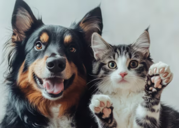 Nuevo requisito es aprobado para los dueños de perros y gatos y es obligatorio a partir de hoy - Foto: Freepik