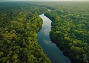 Investigadores lanzan seria alerta tras encontrar un cachorro de león reproduciéndose en el Amazonas - Foto: Freepik