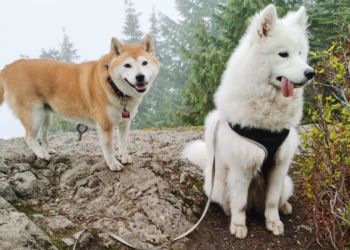 Psicólogos indican que esta raza de perro es ideal para quienes disfrutan cantar - Foto: Reddit