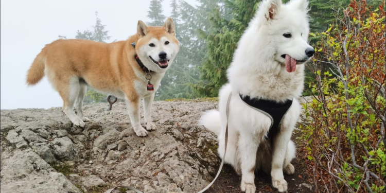 Psicólogos indican que esta raza de perro es ideal para quienes disfrutan cantar - Foto: Reddit