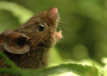 Científicos descubren especie de ratones que tiene la misma mutación que nos permite hablar - Foto: Agencia SINC